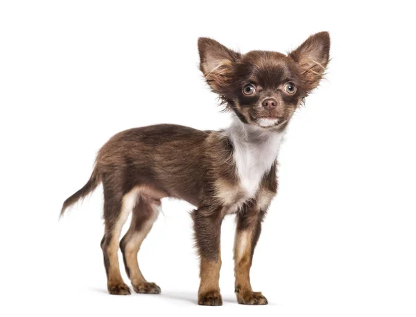 Chihuahua, 4 månader gammal, framför vit bakgrund — Stockfoto
