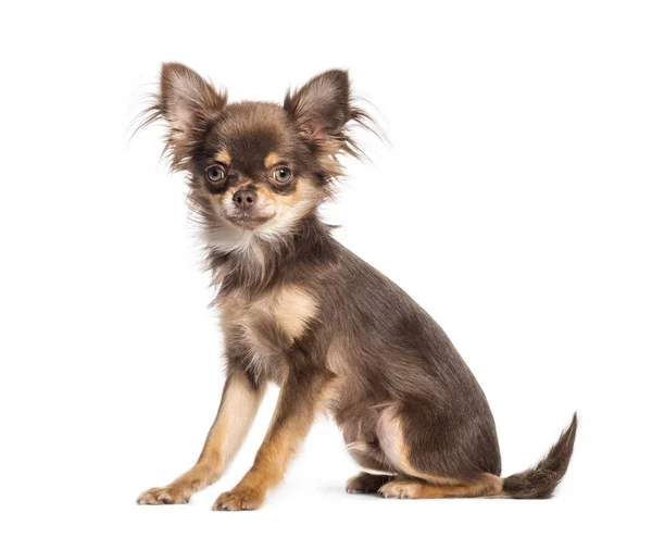 Chihuahua, 6 maanden oud, zitten in de voorkant van witte achtergrond — Stockfoto