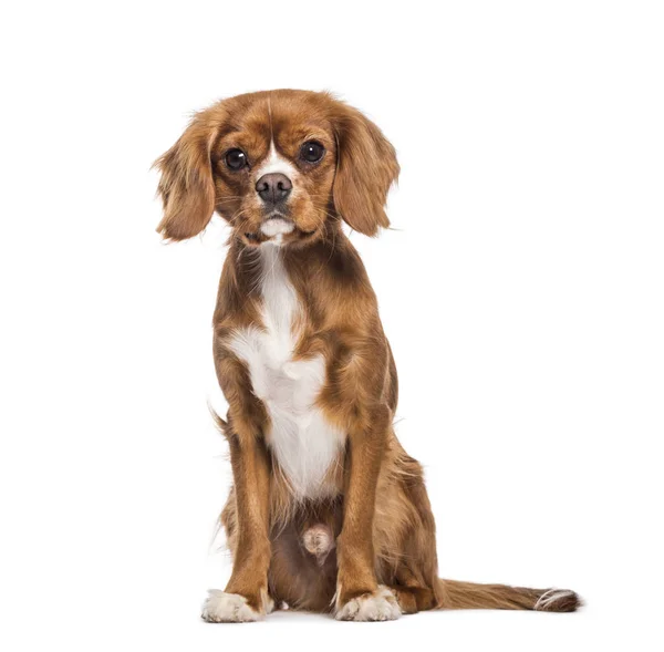 Cavalier King Charles Spaniel sitting in front of white backgrou — Stock Photo, Image