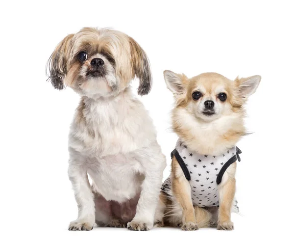 Cão misto, Chihuahua sentado em frente ao fundo branco — Fotografia de Stock