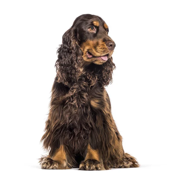 English Cocker Spaniel sitting in front of white background — Stock Photo, Image