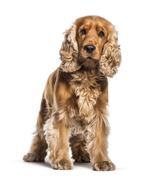 English Cocker Spaniel sitting in front of white background — Stock Photo, Image