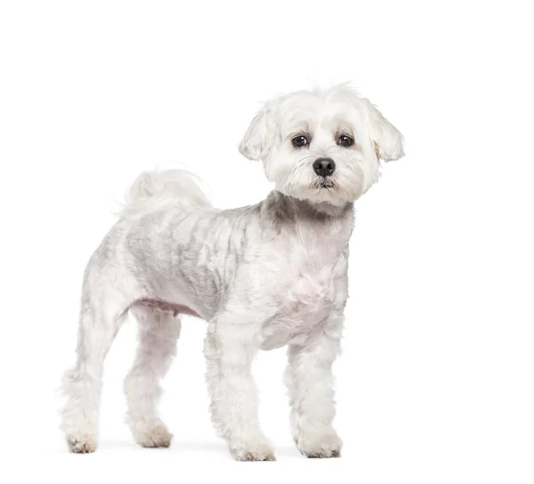 흰색 배경 앞 몰타어 강아지 — 스톡 사진