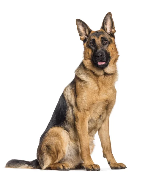 German Shepherd sitting in front of white background — Stock Photo, Image