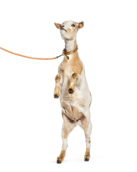 白い背景の前に鎖の子育てにヤギ — ストック写真