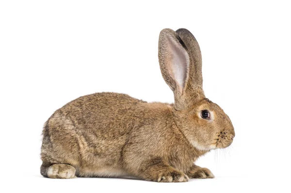 Belgiska jättekaninen kanin, 6 månader gammal, framför vit bakgrund — Stockfoto