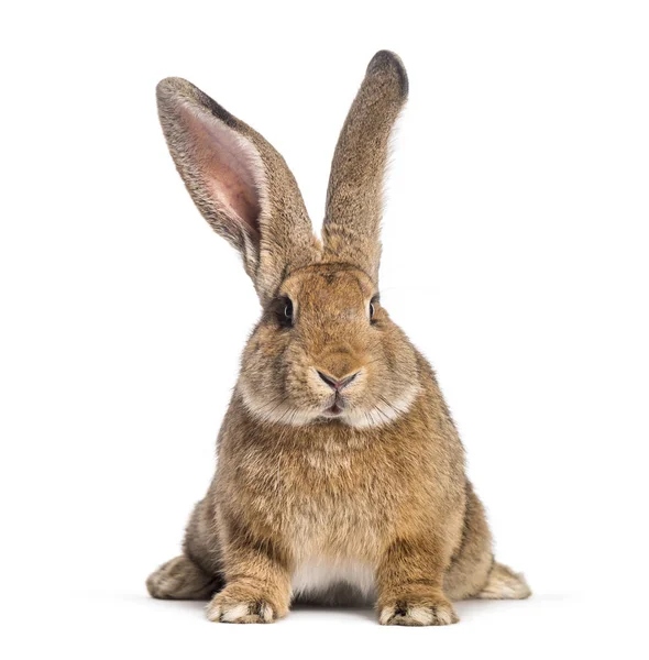 Flemish Giant rabbit, 6 months old, in front of white background