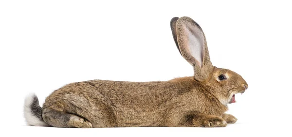 Fiammingo gigante coniglio sbadigliare, 6 mesi, sdraiato di fronte a wh — Foto Stock