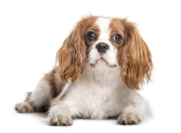 Cavalier King Charles Spaniel lying in front of white background