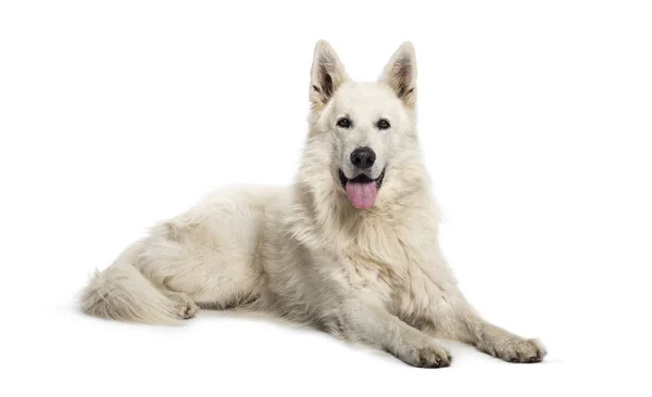 Berger Blanc Suisse lying in front of white background — Stock Photo, Image