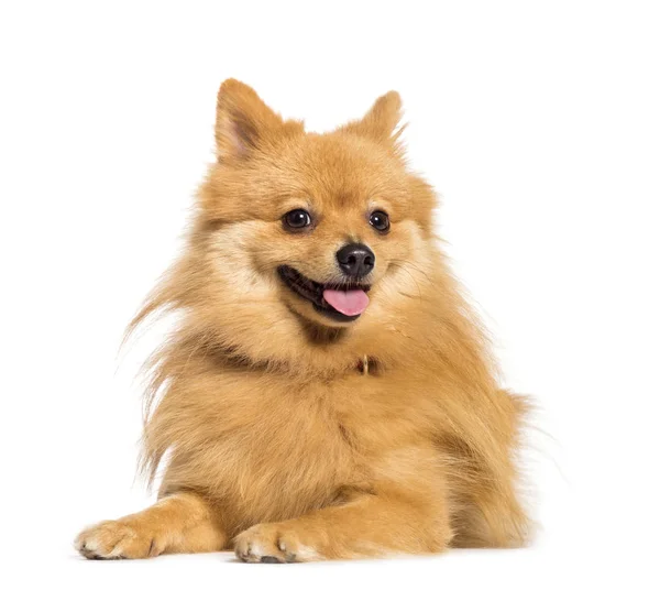 Keeshond lying in front of white background — Stock Photo, Image