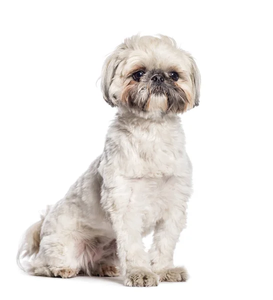 Shih Tzu, Chrysanthème Chien assis devant fond blanc — Photo