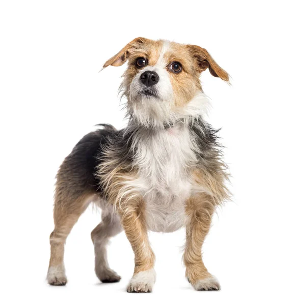 Gemengd ras hond in de voorkant van witte achtergrond — Stockfoto