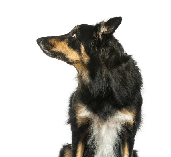 Border Collie sentado frente al fondo blanco — Foto de Stock