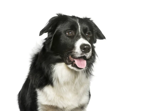 Border Collie in front of white background — Stock Photo, Image