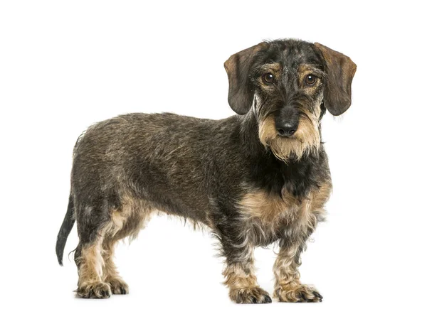 Dachshund in front of white background — Stock Photo, Image