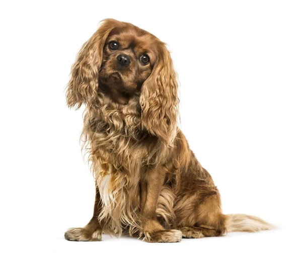 Cavalier King Charles Spaniel sedí v přední části bílá poz — Stock fotografie