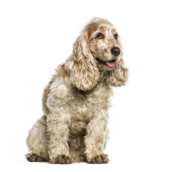 English Cocker Spaniel sitting in front of white background — Stock Photo, Image