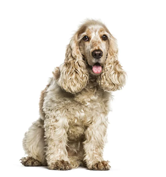 English Cocker Spaniel sitting in front of white background — Stock Photo, Image