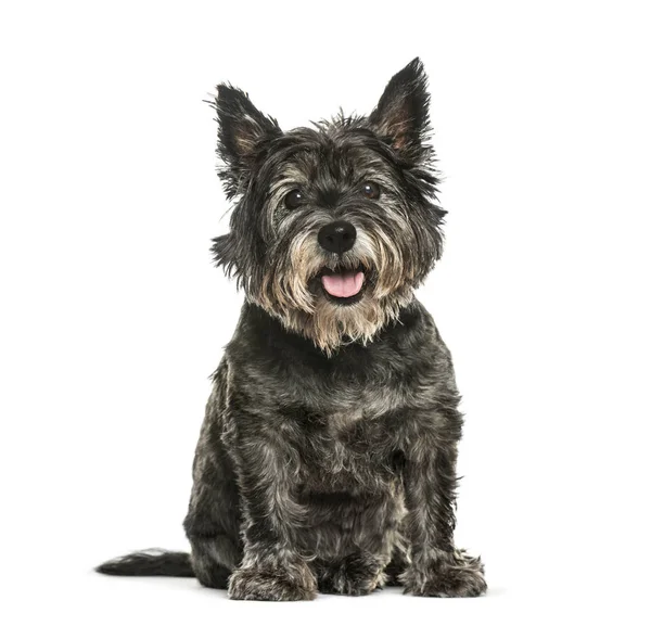 Cairn Terrier sitting in front of white background — Stock Photo, Image