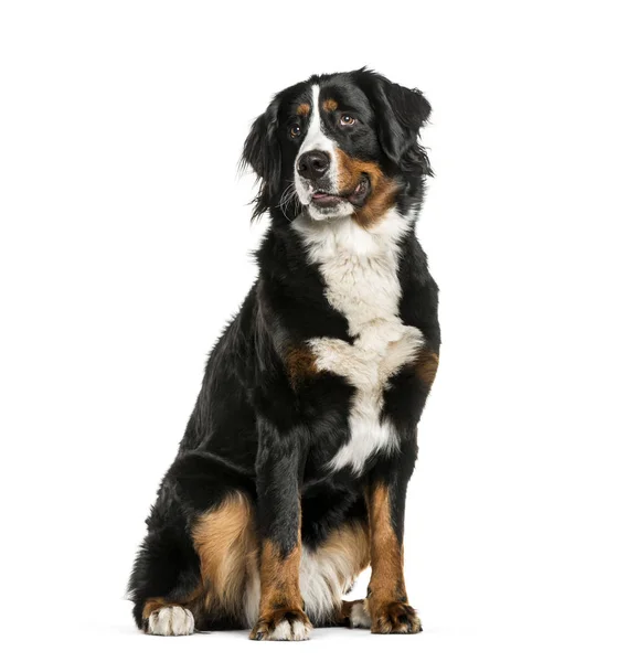 Bernese Mountain Dog sitting in front of white background — Stock Photo, Image