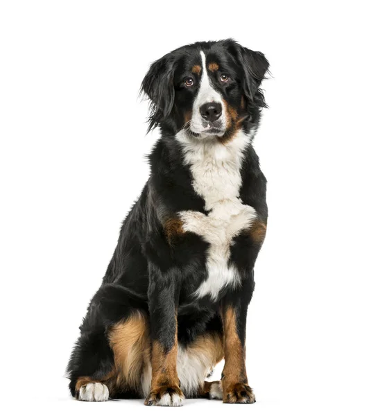 Bernese Mountain Dog sitting in front of white background — Stock Photo, Image
