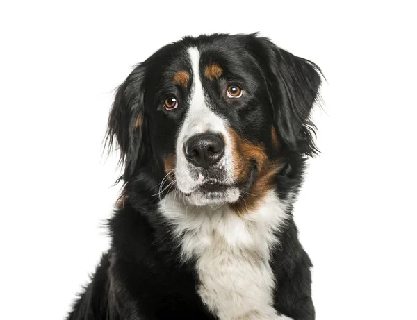 Bernese Mountain Dog in front of white background — Stock Photo, Image