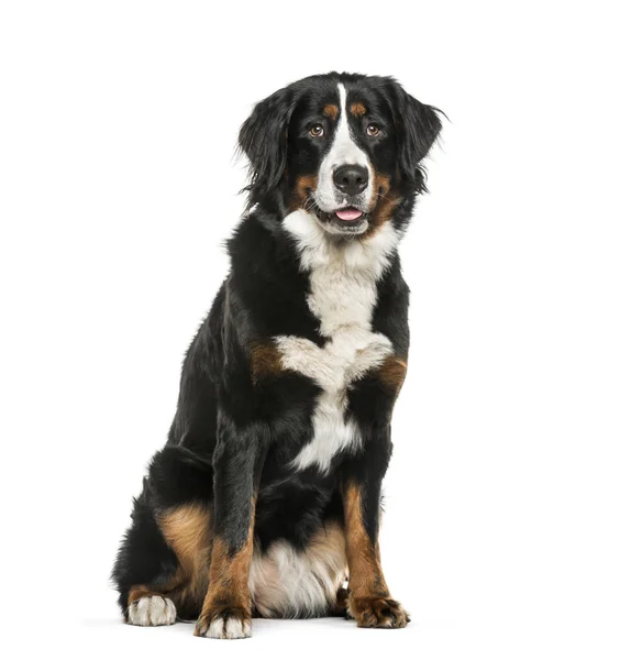 白い背景の前に座って bernese 山犬 — ストック写真