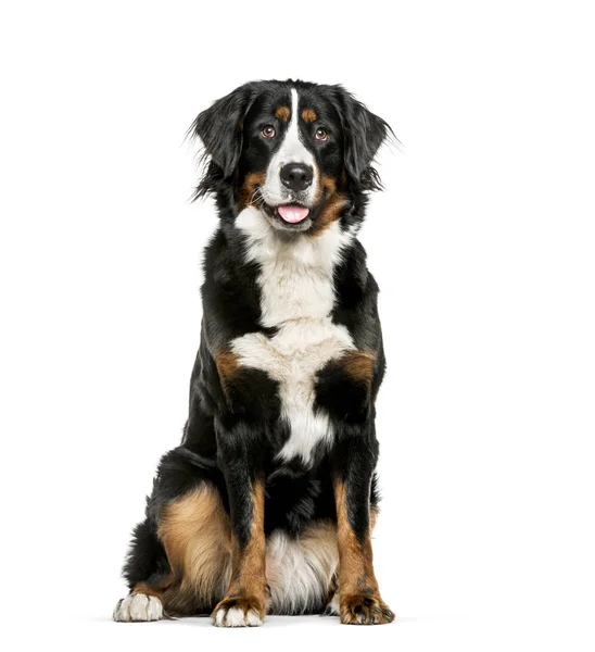 Бернская горная собака сидит на белом фоне — стоковое фото