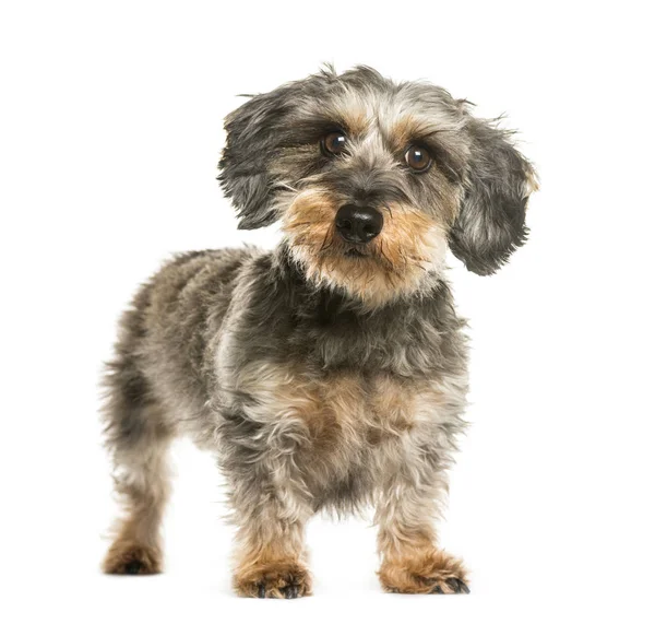 Dachshund, Salsicha cão na frente de fundo branco — Fotografia de Stock