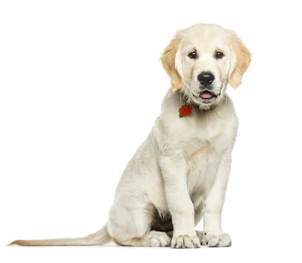 Golden Retriever, 3 månader gammal, sitter framför vita bakgr — Stockfoto