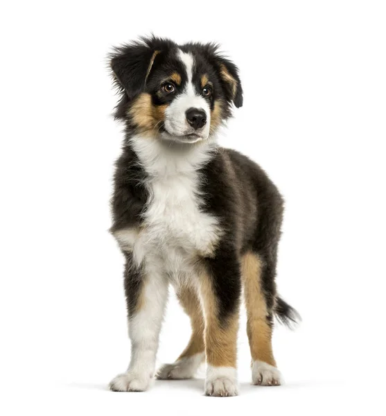 Australian Shepherd, 4 bulan, di depan latar belakang putih — Stok Foto