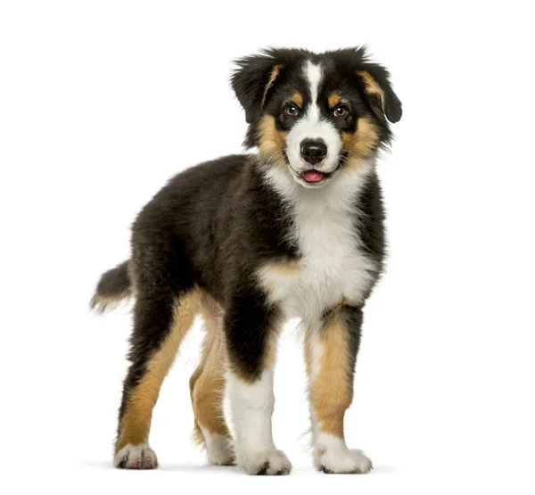 Australian Shepherd, 4 months old, in front of white background — Stock Photo, Image