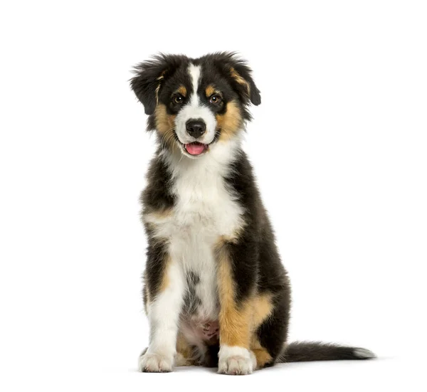 Australian Shepherd, 4 months old, sitting in front of white bac — Stock Photo, Image