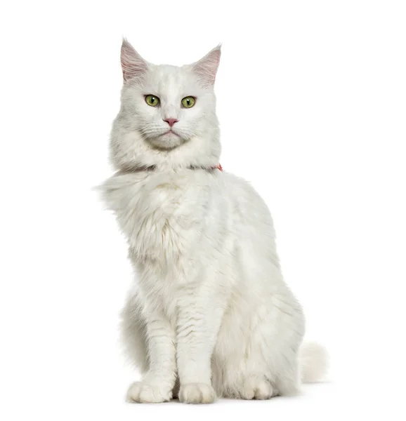 Maine Coon sitting in front of white background — Stock Photo, Image