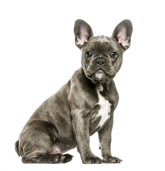 Bulldog francés, 3 meses de edad, sentado frente a un fondo blanco —  Fotos de Stock