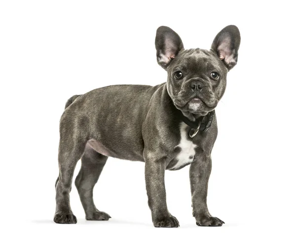 Ranskan Bulldog, 3 kk vanha, edessä valkoinen tausta — kuvapankkivalokuva