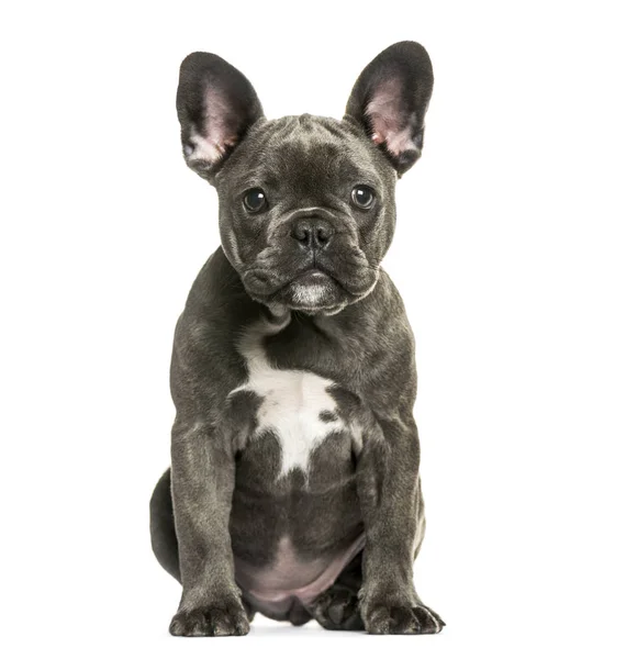 Bulldog francés, 3 meses de edad, sentado frente a un fondo blanco —  Fotos de Stock