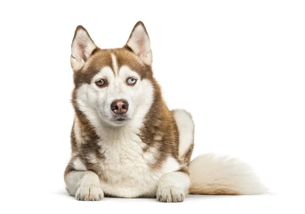 Husky sibérien couché devant fond blanc — Photo