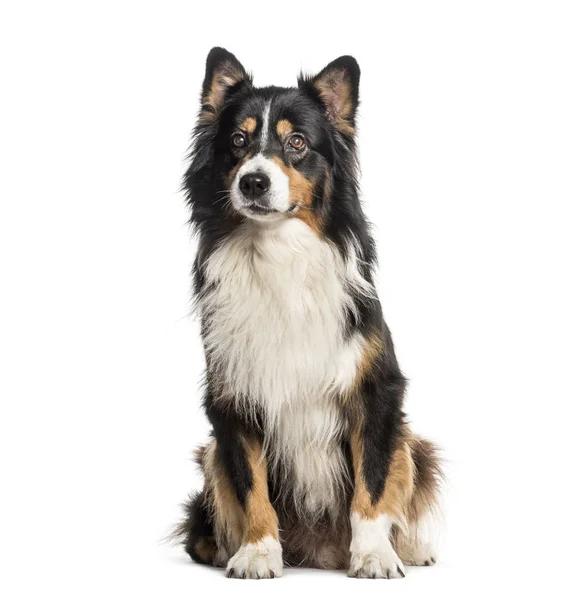 Australian Shepherd zit op witte achtergrond — Stockfoto