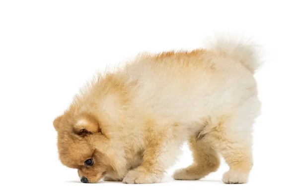 Spitz Dog на белом фоне — стоковое фото