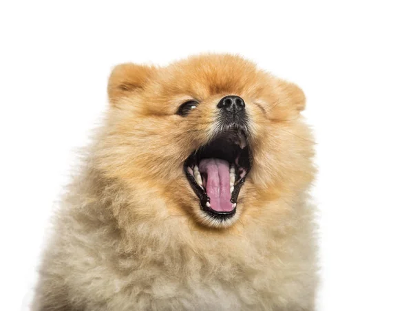 Spitz hund gäspar framför vit bakgrund — Stockfoto