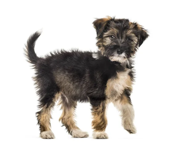 Cão misto, 5 meses, em frente ao fundo branco — Fotografia de Stock