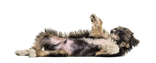 Cão misto, 5 meses, deitado à frente de um backgroun branco — Fotografia de Stock