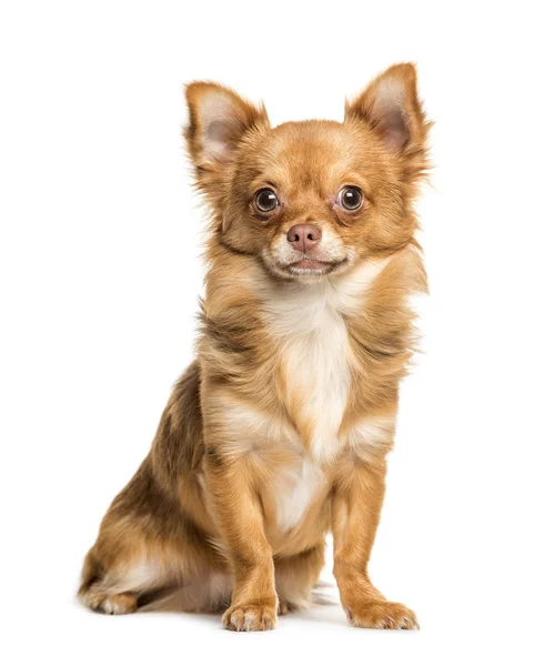 Chihuahua, siedząc w tle — Zdjęcie stockowe