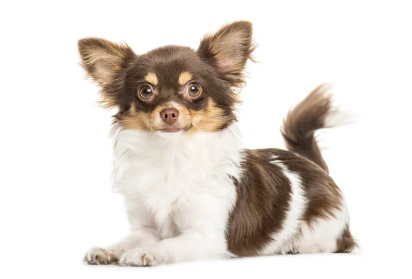 Chihuahua acostado frente al fondo blanco —  Fotos de Stock