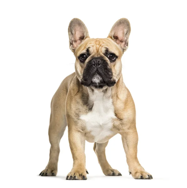 Bulldog francese, 6 mesi, davanti allo sfondo bianco — Foto Stock