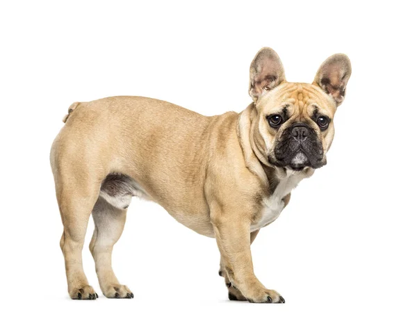 Französische Bulldogge vor weißem Hintergrund — Stockfoto