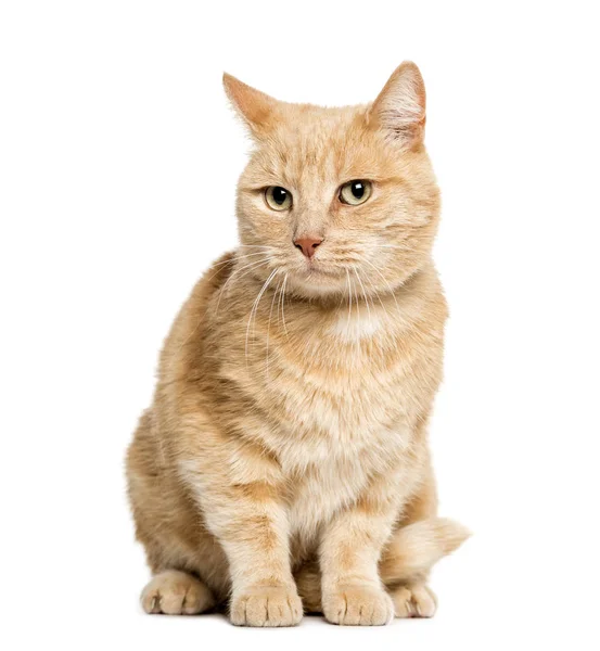 Beyaz arka plan önünde oturan karışık-breed kedi — Stok fotoğraf