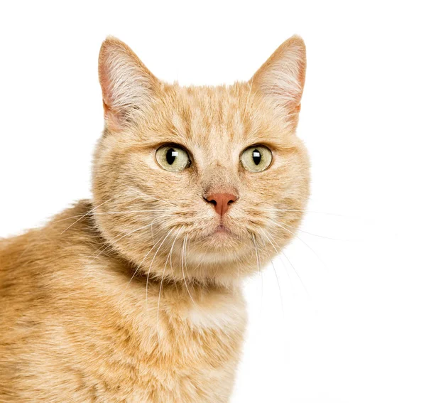 Mixed-breed cat in front of white background — Stock Photo, Image